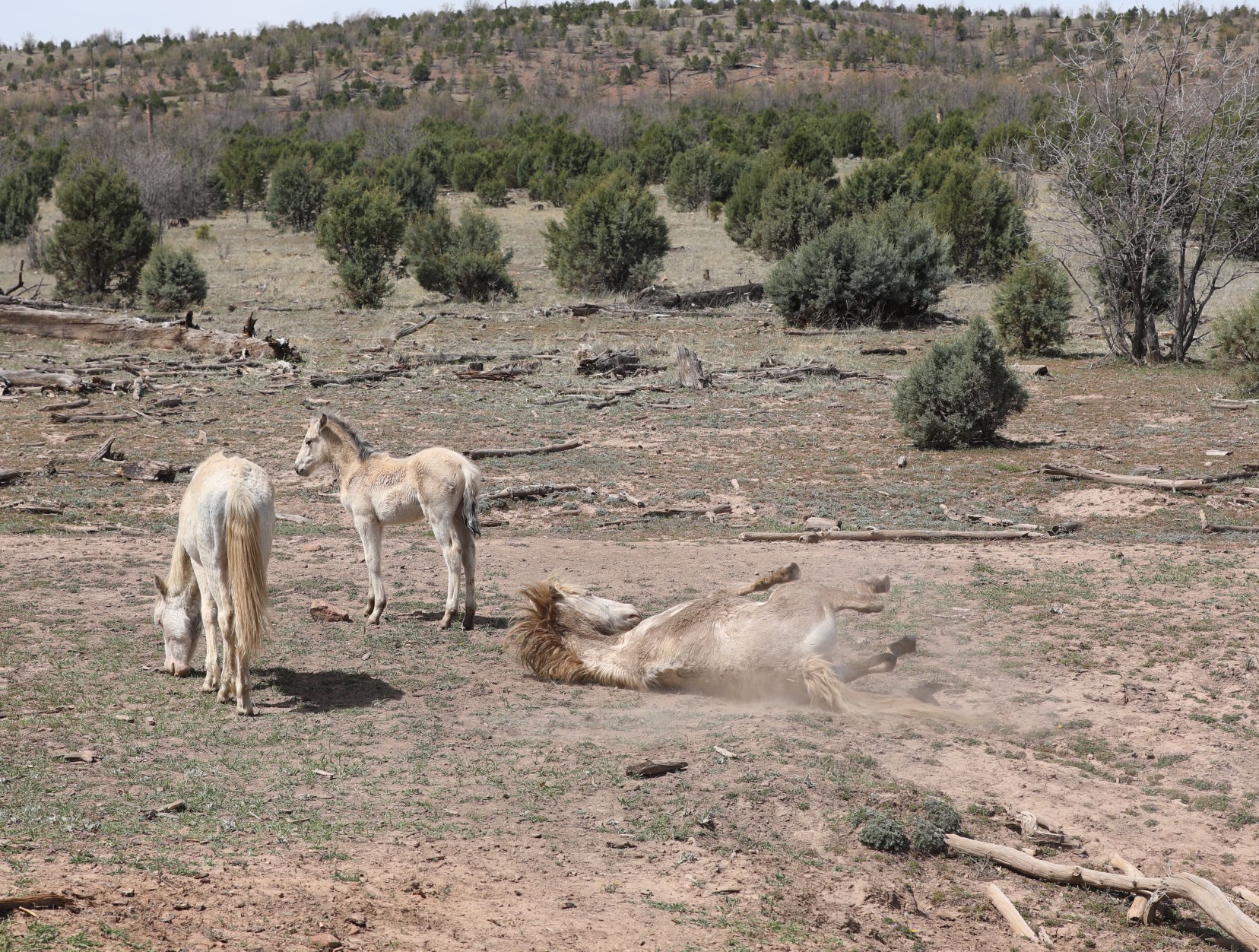 Wild horse deaths prompt questions
